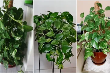 Otporni srcoliki listovi: Donosimo fotografije va&scaron;ih predivnih zlatnih puzavaca