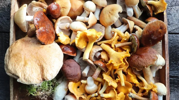 [KVIZ] Jesi li stručnjak za jestive gljive koje rastu u Hrvatskoj?