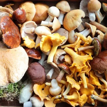 [KVIZ] Jesi li stručnjak za jestive gljive koje rastu u Hrvatskoj?