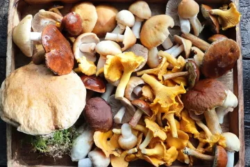 [KVIZ] Jesi li stručnjak za jestive gljive koje rastu u Hrvatskoj?