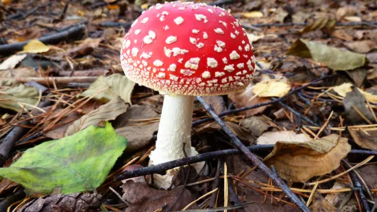 [KVIZ] Koliko zna&scaron; o otrovnim gljivama u Hrvatskoj?