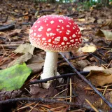 [KVIZ] Koliko zna&scaron; o otrovnim gljivama u Hrvatskoj?