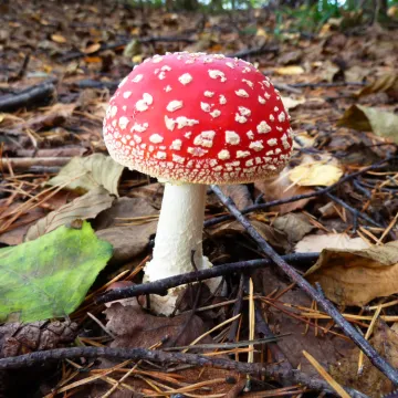 [KVIZ] Koliko zna&scaron; o otrovnim gljivama u Hrvatskoj?