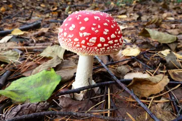 [KVIZ] Koliko zna&scaron; o otrovnim gljivama u Hrvatskoj?