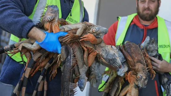 Prizori kao iz filmova katastrofe: Smrznute iguane padaju s drveća diljem Floride