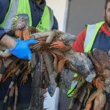 Prizori kao iz filmova katastrofe: Smrznute iguane padaju s drveća diljem Floride