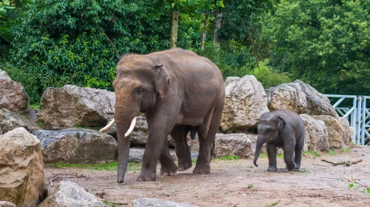 [KVIZ] Samo će rijetki znati sve o sisavcima