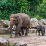 [KVIZ] Samo će rijetki znati sve o sisavcima