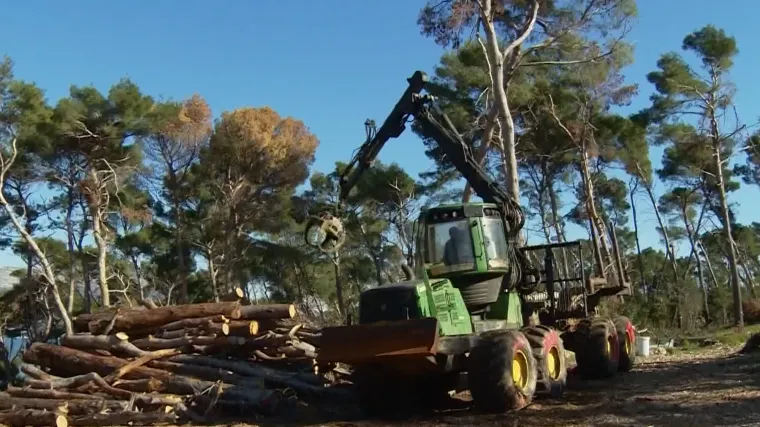 Nastavljaju se radovi u Marjanu: Vi&scaron;e od 4000 uni&scaron;tenih stabala ide pod pilu