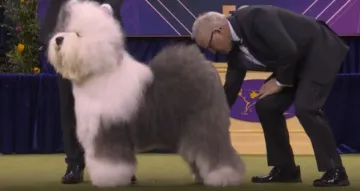 Meghan iz Hrvatske pokorila New York! Najljep&scaron;a je od svoje pasmine, evo &scaron;to kaže vlasnica