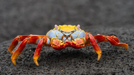 [KVIZ] Jesi li stručnjak koji zna sve o člankono&scaron;cima?