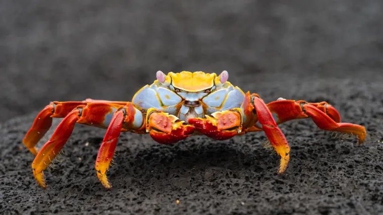 [KVIZ] Jesi li stručnjak koji zna sve o člankono&scaron;cima?