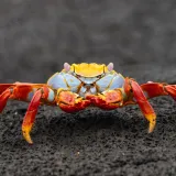 [KVIZ] Jesi li stručnjak koji zna sve o člankono&scaron;cima?