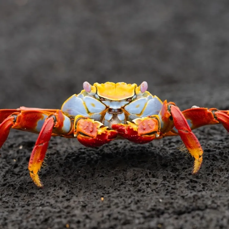 [KVIZ] Jesi li stručnjak koji zna sve o člankono&scaron;cima?