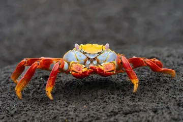 [KVIZ] Jesi li stručnjak koji zna sve o člankono&scaron;cima?