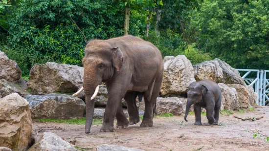[KVIZ] Jesi li stručnjak koji zna sve o slonovima?