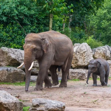 [KVIZ] Jesi li stručnjak koji zna sve o slonovima?