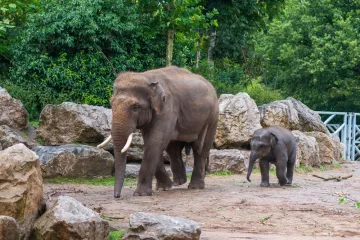 [KVIZ] Jesi li stručnjak koji zna sve o slonovima?