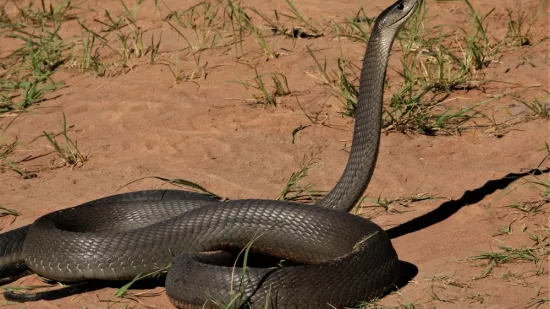 [KVIZ] Jesi li stručnjak koji zna sve o najopasnijim životinjama na svijetu?