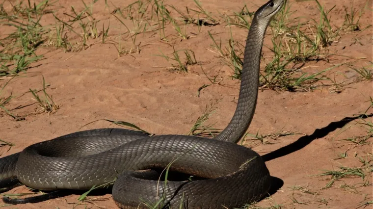 [KVIZ] Jesi li stručnjak koji zna sve o najopasnijim životinjama na svijetu?