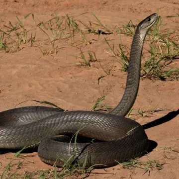 [KVIZ] Jesi li stručnjak koji zna sve o najopasnijim životinjama na svijetu?