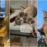 Najdraži životni suputnici: Poslali ste tisuće fotografija, te&scaron;ka smo srca izdvojili njih 100