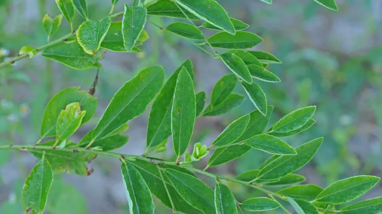 Otkrivena začuđujuća strategija biljaka: 'Promijenit će način proizvodnje lijekova'