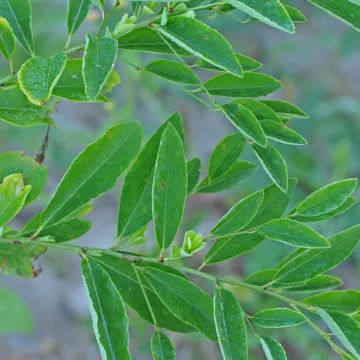 Otkrivena začuđujuća strategija biljaka: 'Promijenit će način proizvodnje lijekova'