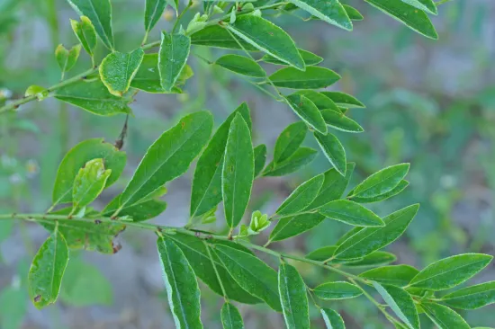 Otkrivena začuđujuća strategija biljaka: 'Promijenit će način proizvodnje lijekova'