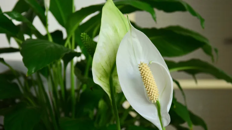 Ženska sreća ili jedarce: Tajne biljke koja u svaki prostor unosi mir