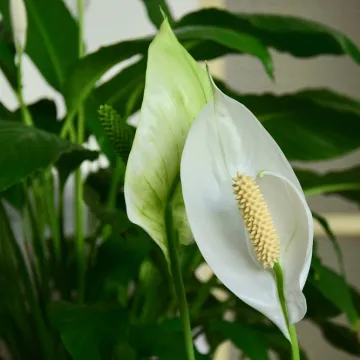 Ženska sreća ili jedarce: Tajne biljke koja u svaki prostor unosi mir