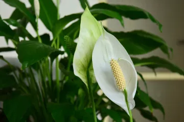 Ženska sreća ili jedarce: Tajne biljke koja u svaki prostor unosi mir