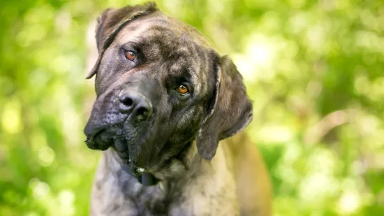 Odvela je psa veterinaru jer se pona&scaron;ao čudno: Dijagnoza ju je ostavila bez teksta