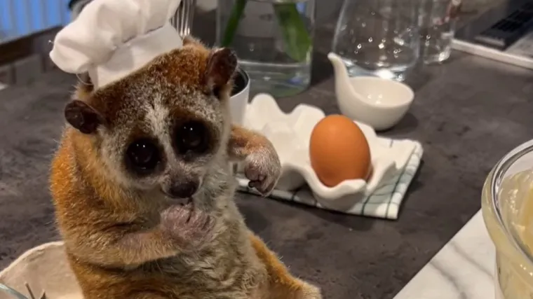 Nisu li spori lorisi neodoljivo dru&scaron;tvo u kuhinji?