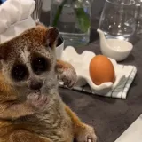 Nisu li spori lorisi neodoljivo dru&scaron;tvo u kuhinji?