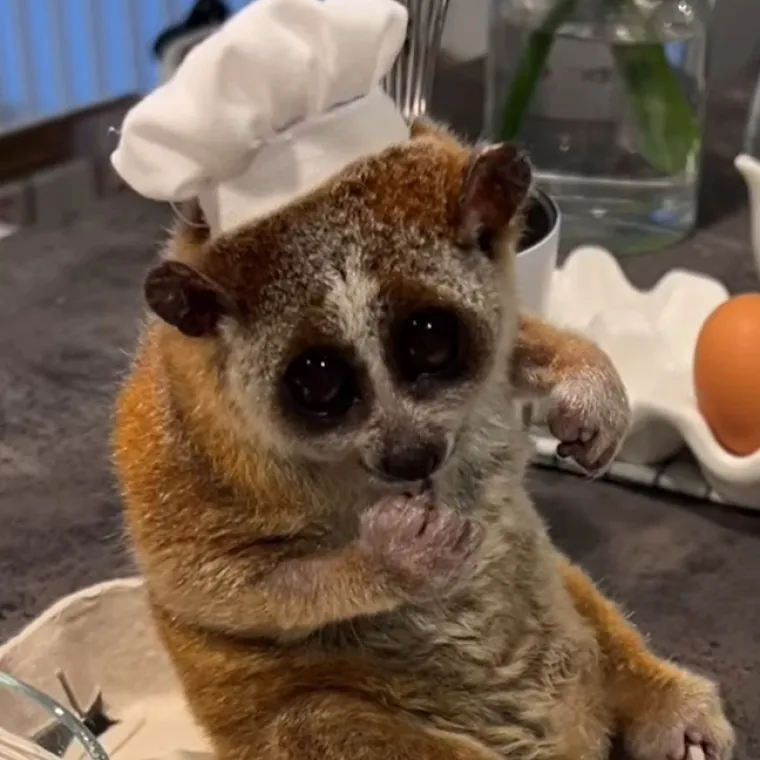 Nisu li spori lorisi neodoljivo dru&scaron;tvo u kuhinji?