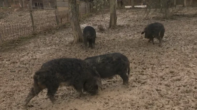 Ovo je neka druga životinjska farma, pogledajte u kakvoj slobodi žive Mi&scaron;ko, Bubi, Jagoda i Če&scaron;ka