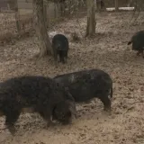 Ovo je neka druga životinjska farma, pogledajte u kakvoj slobodi žive Mi&scaron;ko, Bubi, Jagoda i Če&scaron;ka