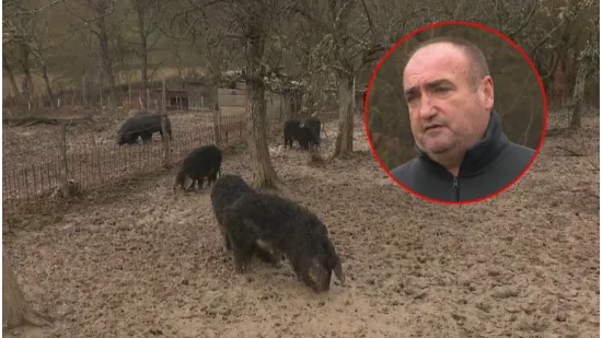 Uzgajivač mangulica iz Slavonije otkrio kako je pobijedio svinjsku kugu: 'Nema bojazni'