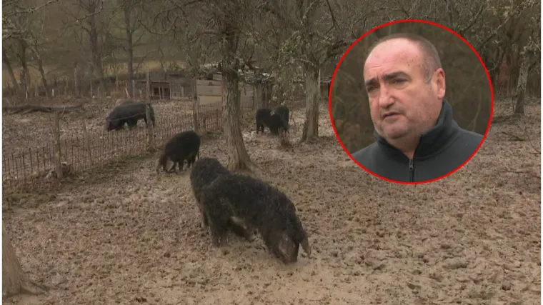 Uzgajivač mangulica iz Slavonije otkrio kako je pobijedio svinjsku kugu: 'Nema bojazni'