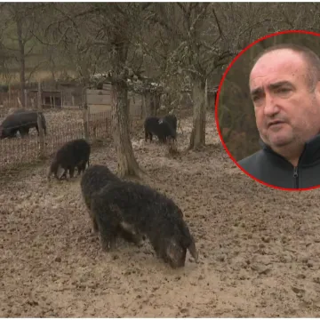 Uzgajivač mangulica iz Slavonije otkrio kako je pobijedio svinjsku kugu: 'Nema bojazni'