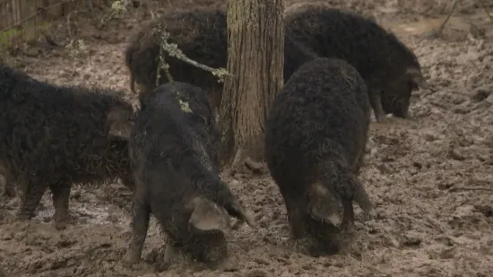 Bili smo na farmi rijetkih svinja kod Kutjeva, ovim mangulicama ni kuga ni&scaron;ta ne može