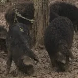 Bili smo na farmi rijetkih svinja kod Kutjeva, ovim mangulicama ni kuga ni&scaron;ta ne može