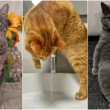 Sitni nesta&scaron;luci dio su njihova &scaron;arma: Pitali smo vas po čemu su va&scaron;e mačke posebne, evo odgovora