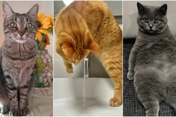 Sitni nesta&scaron;luci dio su njihova &scaron;arma: Pitali smo vas po čemu su va&scaron;e mačke posebne, evo odgovora