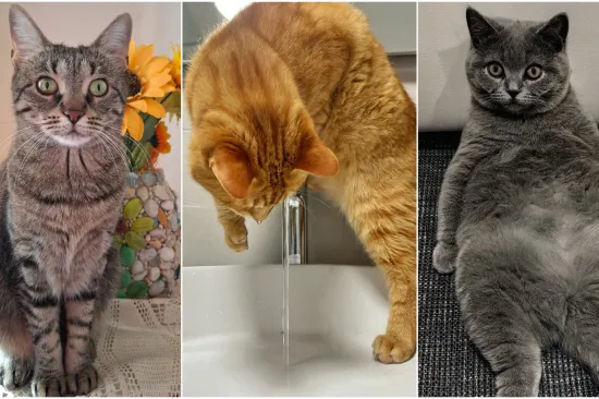 Poslali ste nam fotografije va&scaron;ih mačaka i opisali po čemu su posebne. Donosimo 30 slatkih vragolana