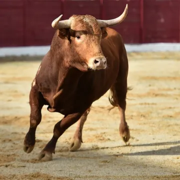 [KVIZ] Svi moraju prepoznati barem četiri životinje s rogovima