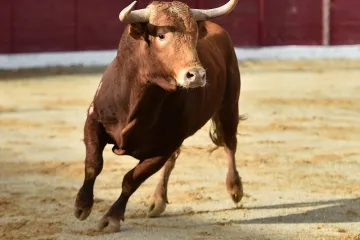 [KVIZ] Svi moraju prepoznati barem četiri životinje s rogovima