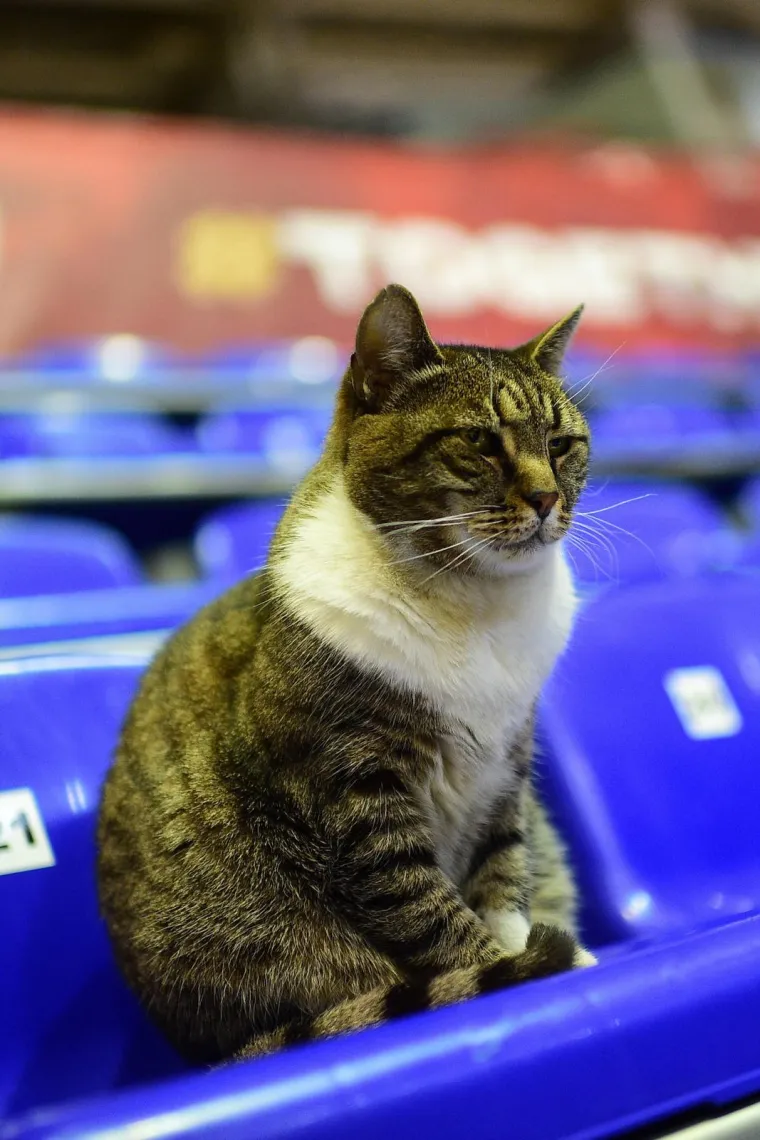 Uginula mačka Ljubica, bila je simbol dvorane Pionir i Crvene zvezde. Oglasila se i Euroliga