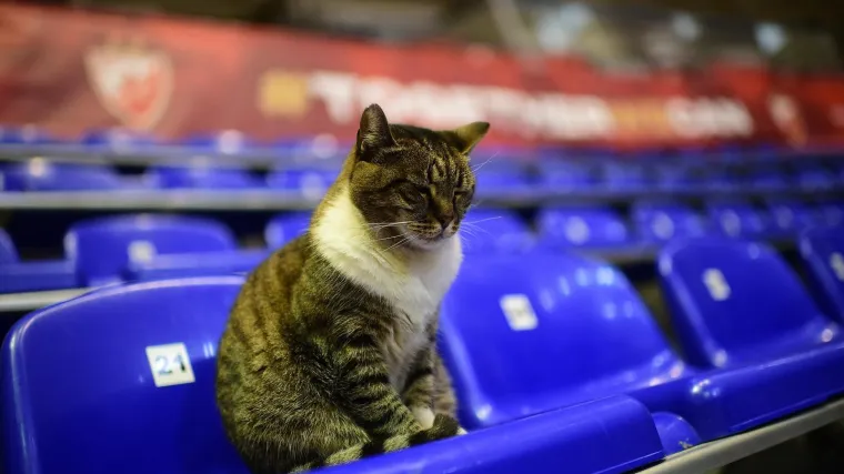 Uginula mačka Ljubica, bila je simbol dvorane Pionir i Crvene zvezde. Oglasila se i Euroliga